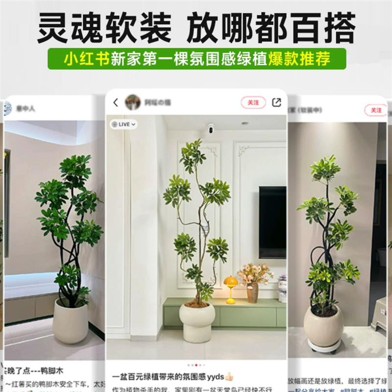 北京同城鸭脚木客厅大盆栽室内造型吸甲醛网红绿植物好养八方来财
