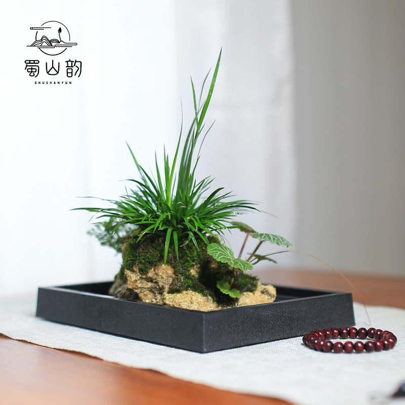 附石菖蒲小盆栽吸水石办公室蕨类绿植苔藓微景观山水盆景水培植物