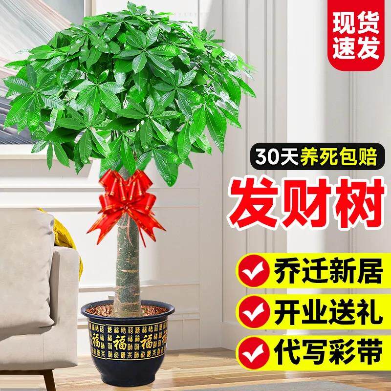 发财树客厅盆栽大大盆栽植物大型植物阳台玄关室内易活招财树高端