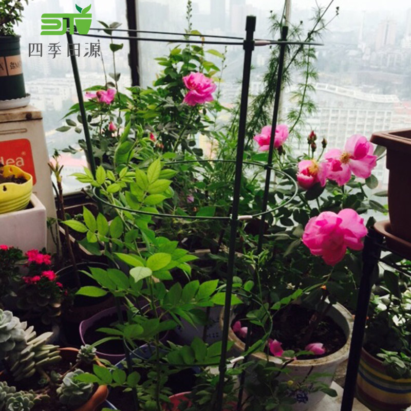 蔷薇月季爬藤架 藤本花支架 花卉植物支撑 园艺用品   铁环花支柱