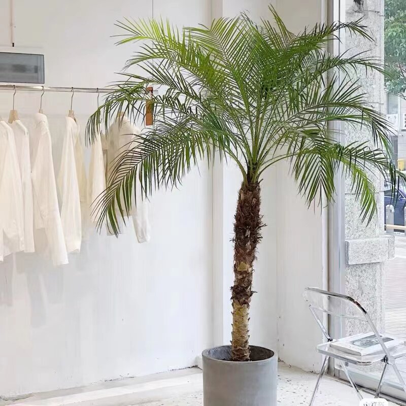 针葵盆栽树苗大型绿植物室内客厅办公室椰子棕榈好养网红轻奢盆景