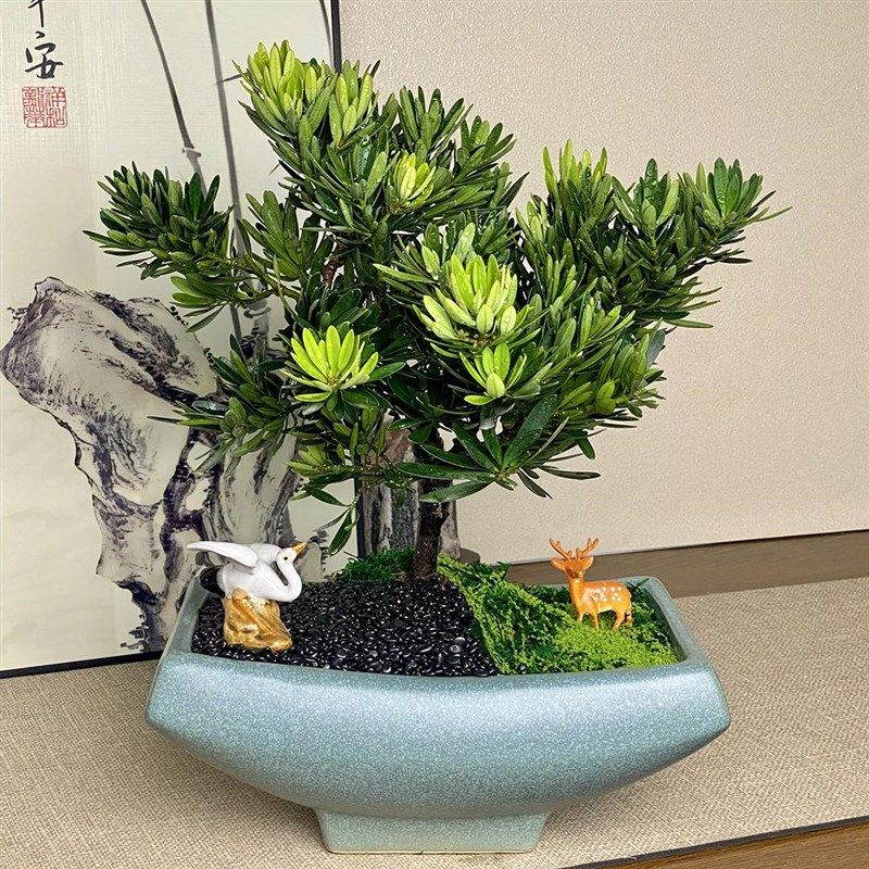 罗汉松盆景不老松树盆栽招财绿植旺宅室内植物乔迁开业送长辈高端