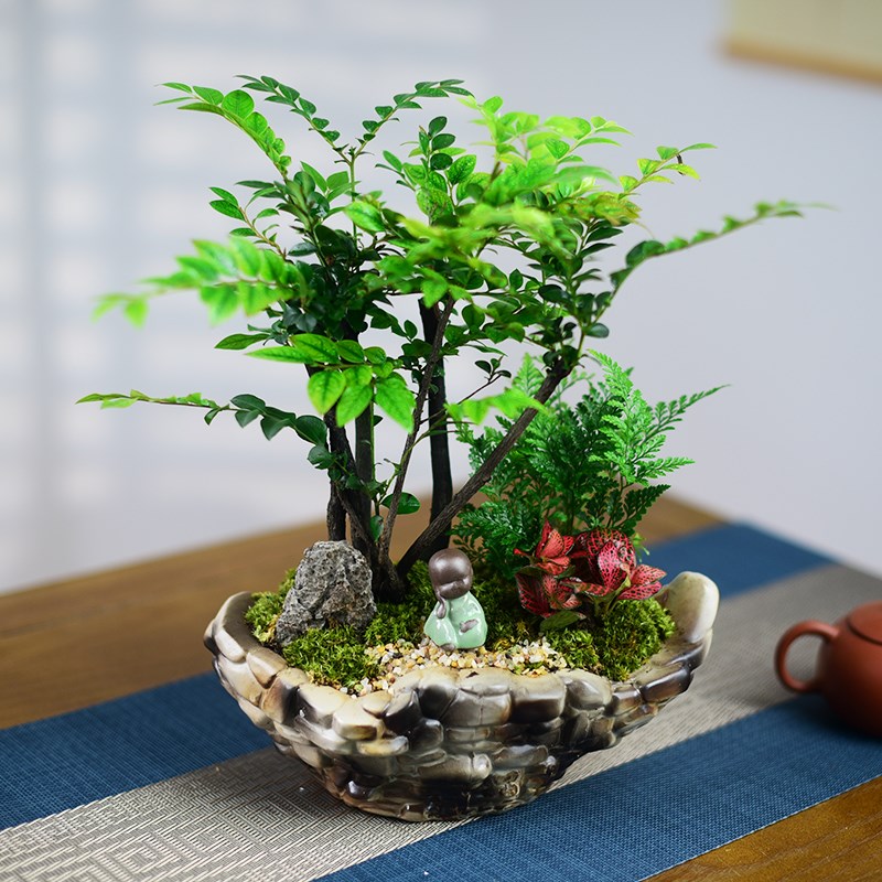 小叶紫檀盆景多杆组合艺术盆栽室内办公茶室桌面绿植四季盆栽送礼
