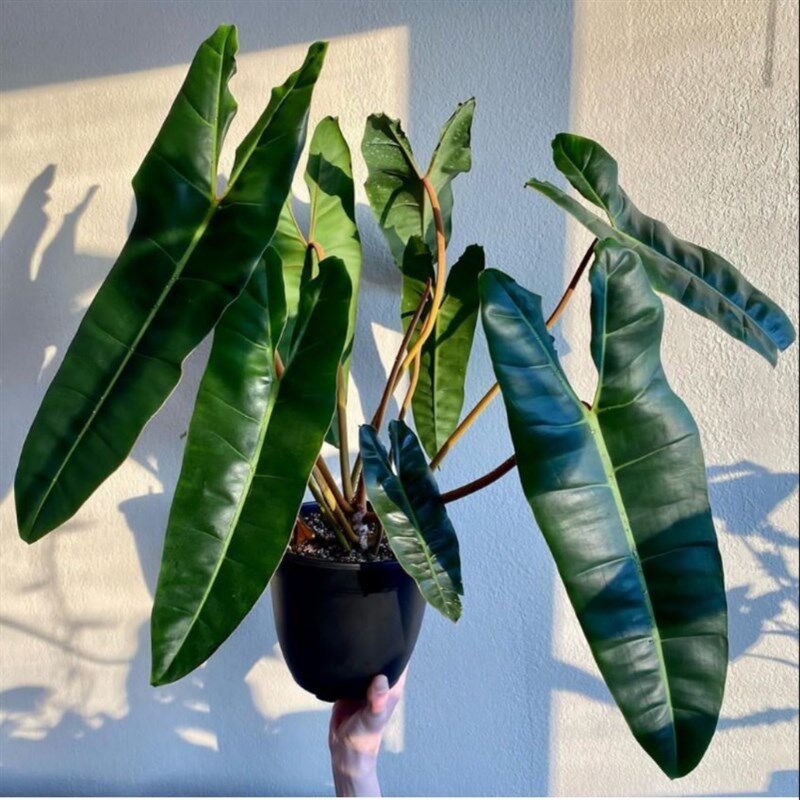 橙柄蔓绿绒 热带观叶植物 天南星科室内客厅阳台盆栽居家趣味绿植