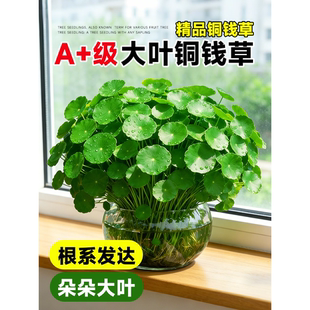 大叶铜钱草水培植物室内好养鱼缸水草专用水养金钱草花卉绿植盆栽