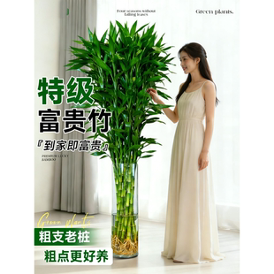 富贵竹水培植物客厅旺宅招财粗杆带根节节高发财文昌竹子盆栽室内