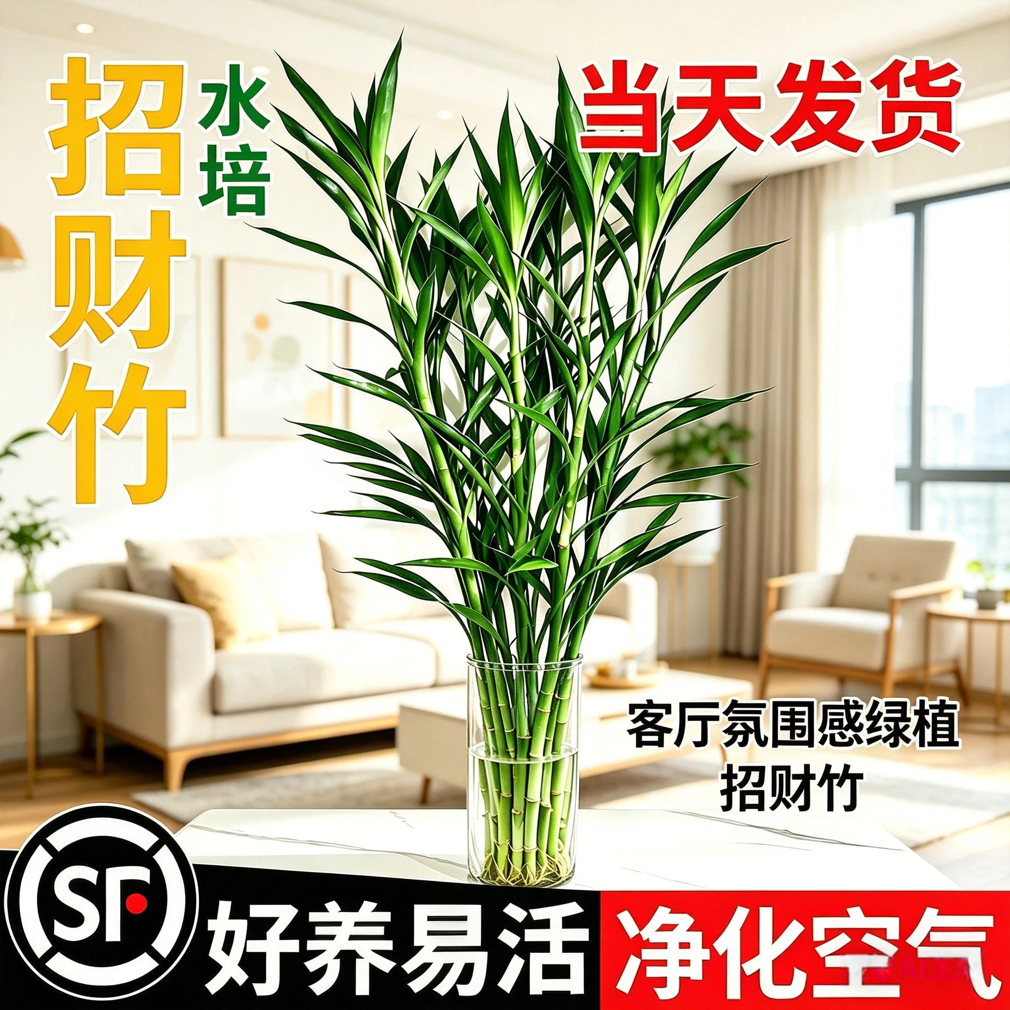 招财竹带根细叶富贵四季常青发