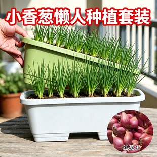 正宗四川红葱四季小香葱红根香葱根苗盆栽阳台四季种植新鲜红葱头