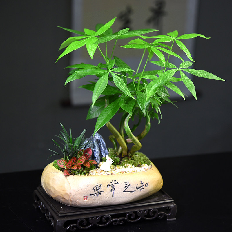 发财树盆栽室内植物客厅招财摆件禅意中式盆景好养易活绿植礼品
