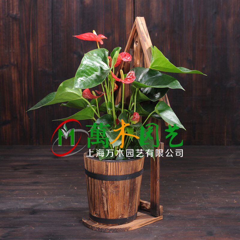 壁挂花盆吊兰碳化防腐木花箱花槽鸟巢房子木质鸟窝阳台栏杆花架