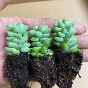 多肉植物好养多肉小盆栽花卉绿植肉肉容易成活钱串玉坠吸财树花苗