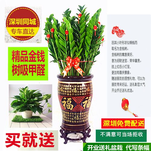 金钱树盆栽大绿植物花卉吸甲醛室内公司开业乔迁送礼深圳新品包邮