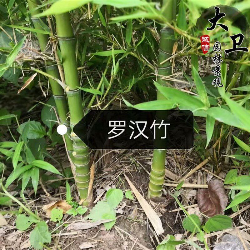 庭院竹苗耐寒竹子四季常青地栽盆栽观赏竹子苗青竹紫竹泪竹早园竹