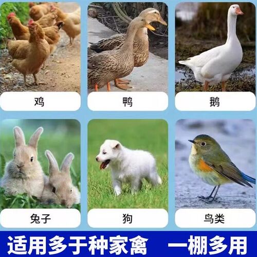 户外养鸡棚防雨棚养殖棚鸡窝室外家禽鸡笼子防暴雨鸽舍宠物养殖