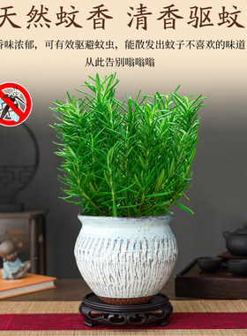 大盆迷迭香盆栽可食用煎牛排用百里香薄荷紫苏新鲜香料景德镇陶瓷