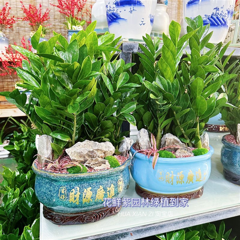 金钱树盆栽招财纳福植物室内客厅办公室桌面绿植大棵送礼花卉盆