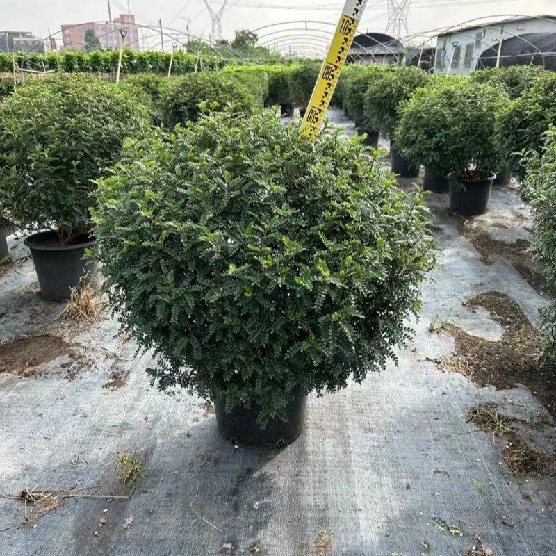 驱蚊清香木球盆栽绿植懒人室内四季常青花园庭院阳台别墅造景植物