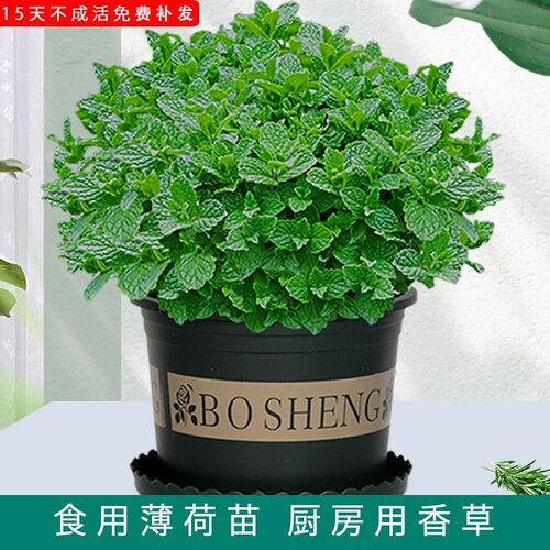 薄荷盆栽可食用水培植物留兰香新鲜叶香草种植苗大叶绿植室内驱蚊