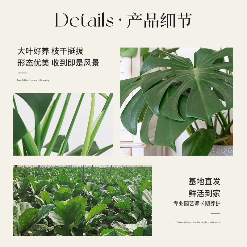龟背竹老桩客厅大盆栽提根大叶客厅室内大型植物开背四季绿植好养