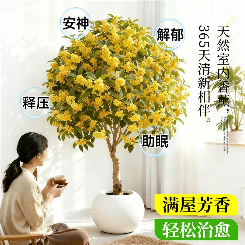 桂花树苗四季桂盆栽室内大型绿植八月桂花卉盆景老桩好养易活植物