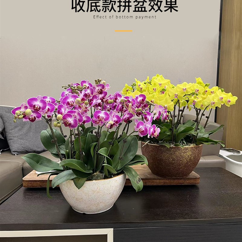 高端蝴蝶兰花盆专用套盆陶瓷盆家用轻奢高级感大口径拼组兰花花盆图片