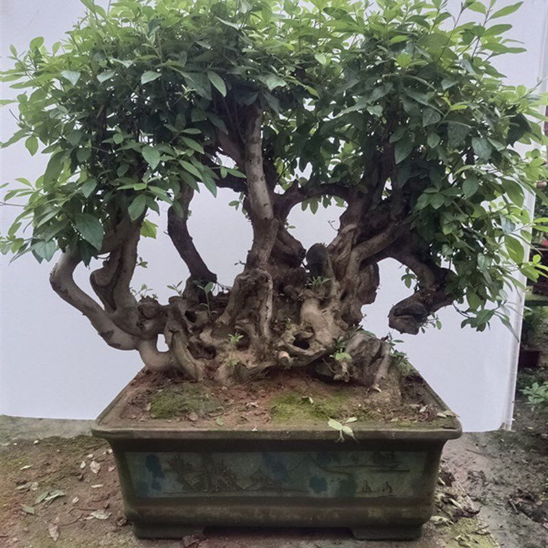 精品杜鹃花小老桩树桩盆景映山红老桩熟桩室内防辐射阳台绿植花卉