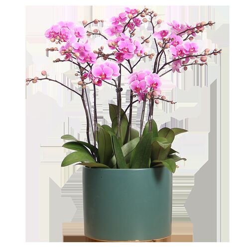 蝴蝶兰花盆景盆栽精品兰花开业送礼绿植净化空气办公室客厅杭州
