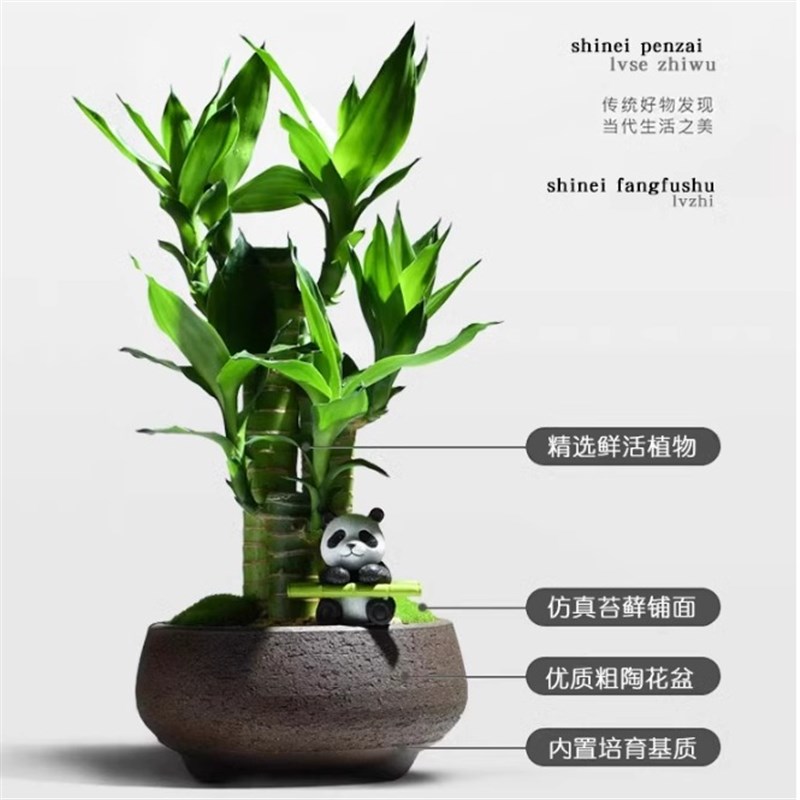 富贵竹盆栽节节高室内客厅好养懒人植物文昌竹办公室桌面招财绿植