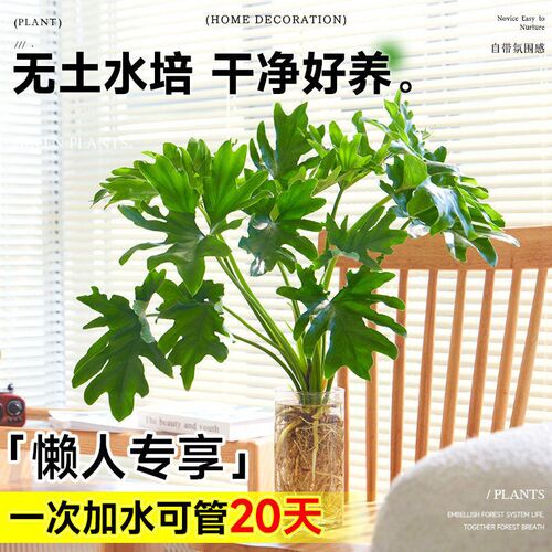 春羽水培植物盆栽室内客厅办公室桌面花卉大叶龟背竹好养绿植