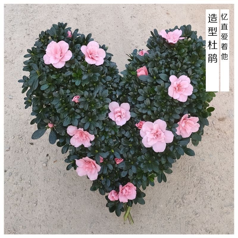 红粉佳人樱桃红高山流水造型杜鹃花盆景凤尾心型盆栽耐寒耐热四季