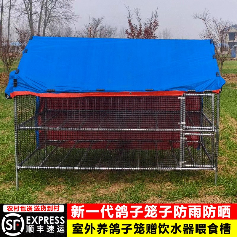 离地鸽子养殖笼鸽子棚养殖专用信鸽配对肉鸽繁殖鸽笼养殖棚子农村