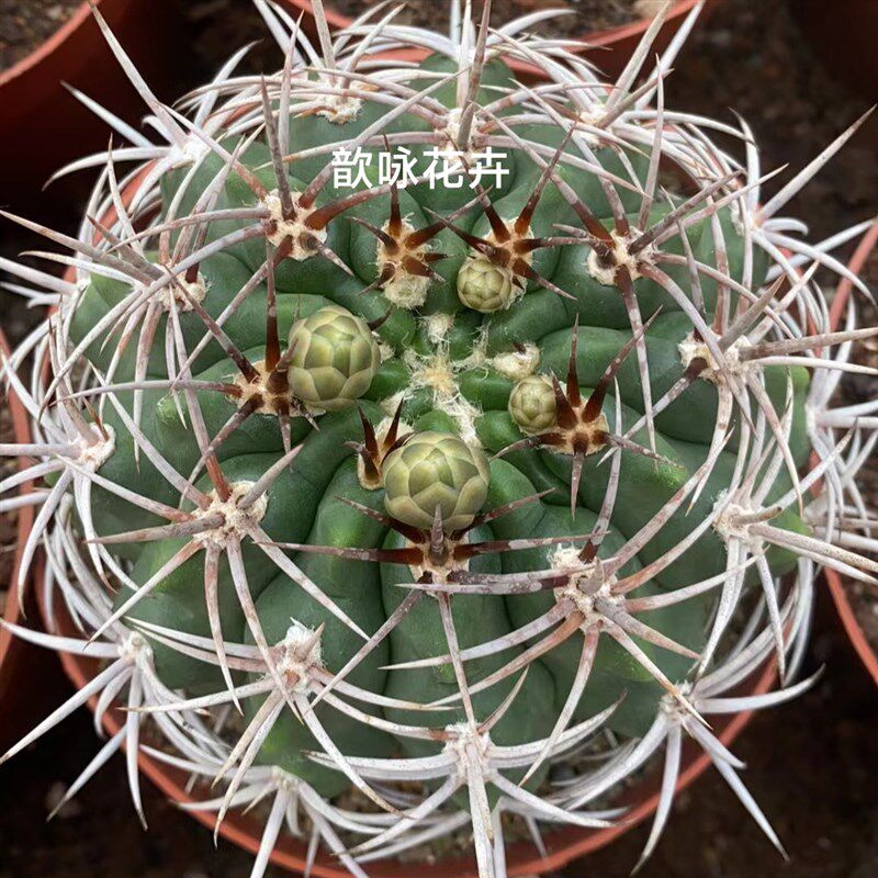 碧岩玉仙人球裸萼球属强刺狂刺开花美观仙人掌多肉阳台