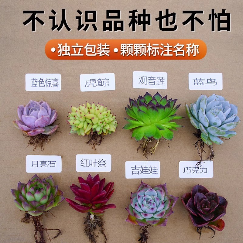 多肉植物室内小盆栽肉肉大全好养精品玉露大颗老桩高端花卉绿植