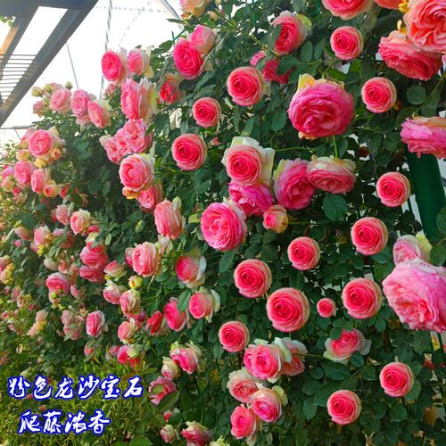 龙沙宝石爬藤月季蔷薇花苗特大浓香四季开花别墅庭院玫瑰藤本植物