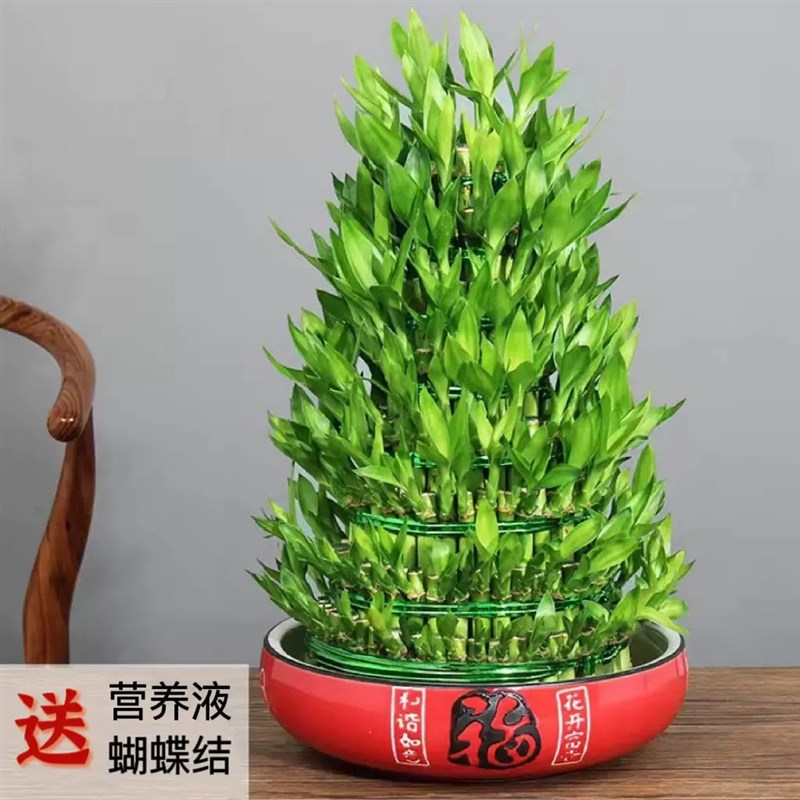富贵竹塔节节高水养水培竹塔招财客厅室内办公室绿植乔迁开业新婚