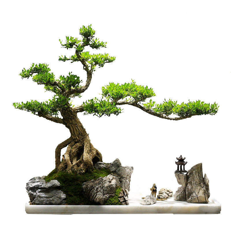 名贵皱皮黄杨大型老桩造型假山盆景植物室内客厅玄关办公室绿植