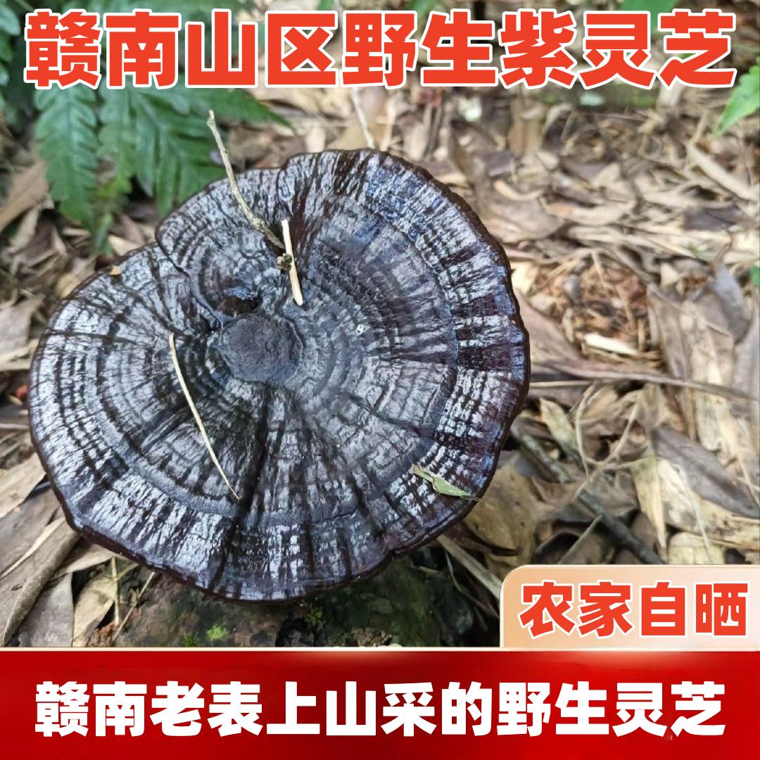 赣南深山野生灵芝野外灵芝紫灵芝林芝整枝可泡酒煲汤煮水黑灵芝