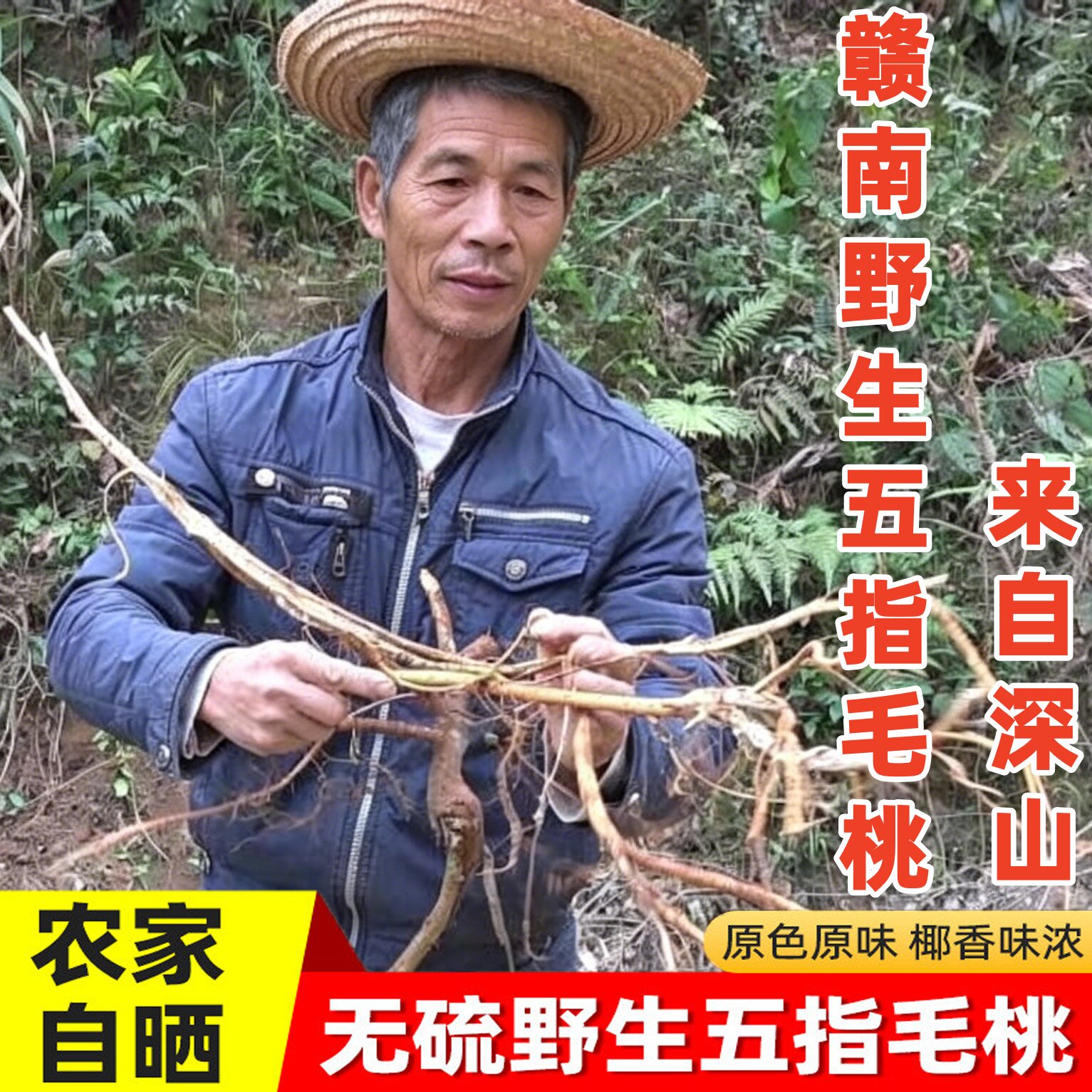 江西赣南野生五指毛桃无硫五指毛桃椰香牛奶根煲汤材料莫氏鸡煲