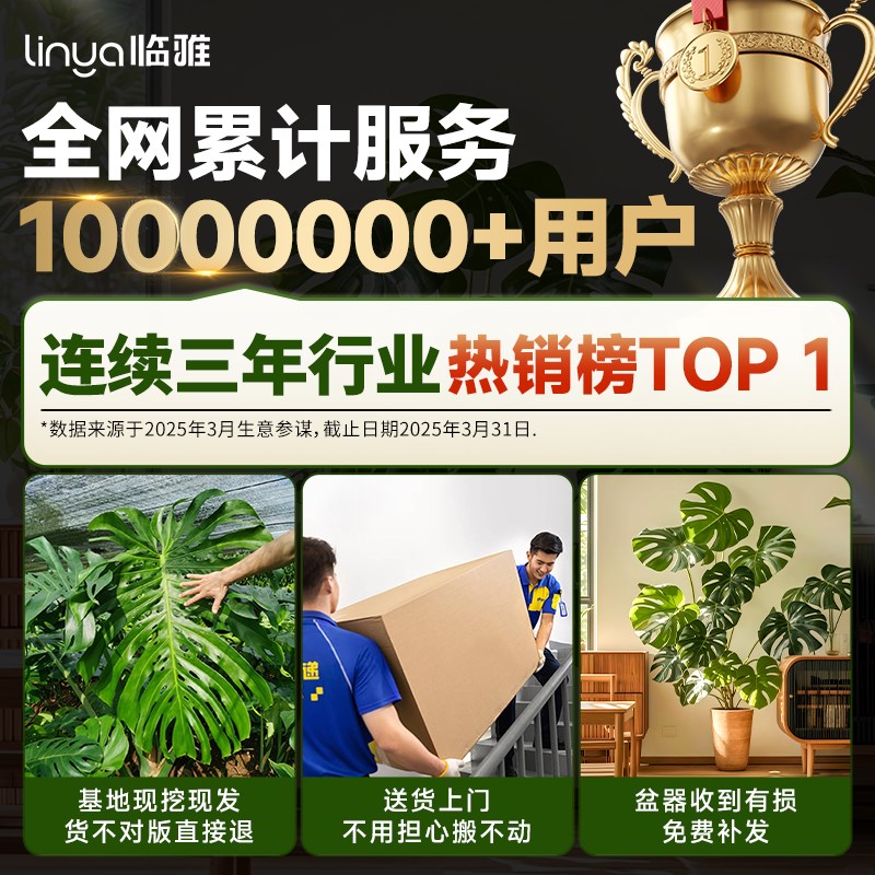 龟背竹客厅大盆栽开背大叶老桩大型落地绿植物高端大气上档次盆景