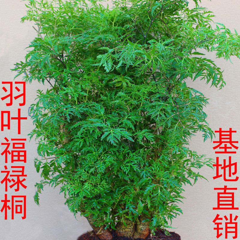 羽叶福禄桐盆景树桩室内客厅招财花卉绿植发财树四季常青净化空气