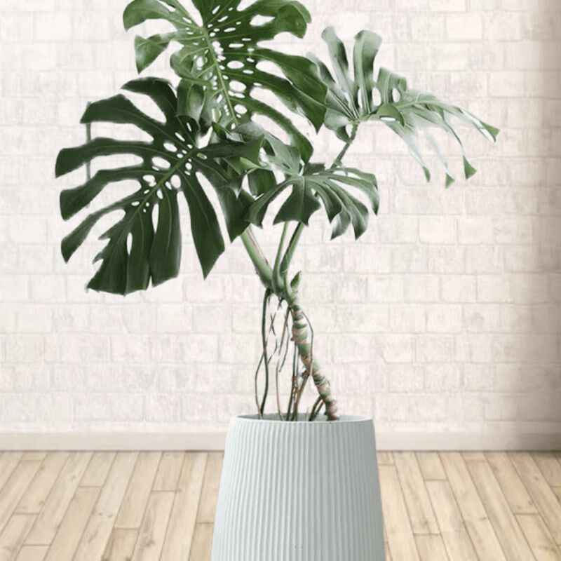 老桩提根龟背竹大型绿植盆栽室内客厅办公室植物真花吸甲醛净化空