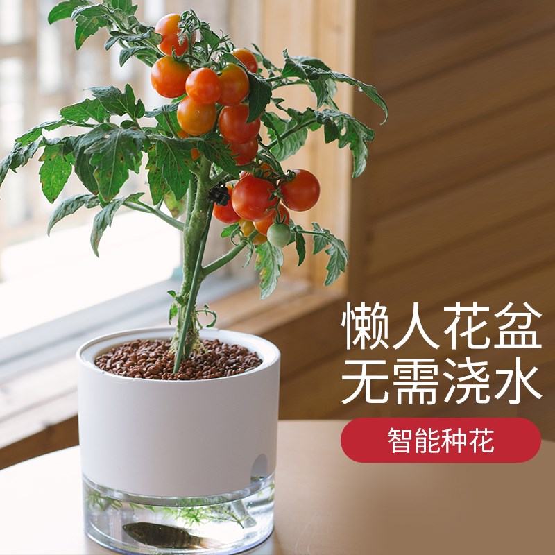 薄荷专用花盆种植可食用香水薄荷的花盆桌面水培懒人自动吸水盆栽