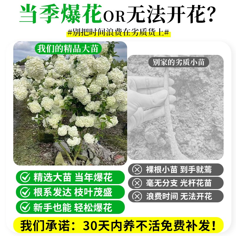 中华木绣球树大花斗球树苗花苗老桩盆栽室外四季开花带花苞圆锥图片