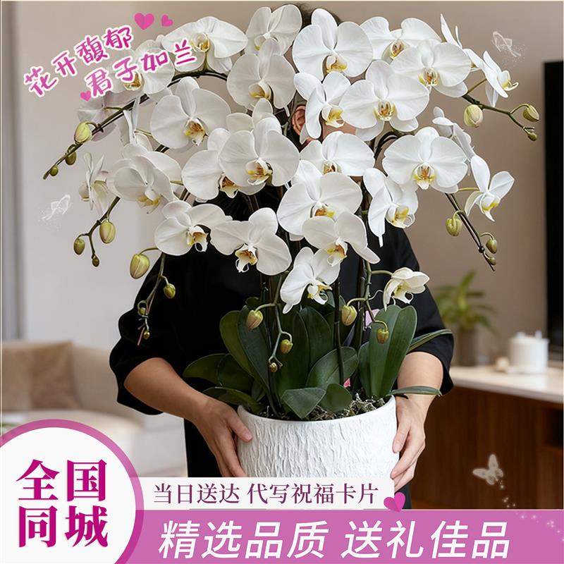 蝴蝶兰盆栽带真鲜花速递同城上海北京年宵花开业乔迁花卉广州杭州
