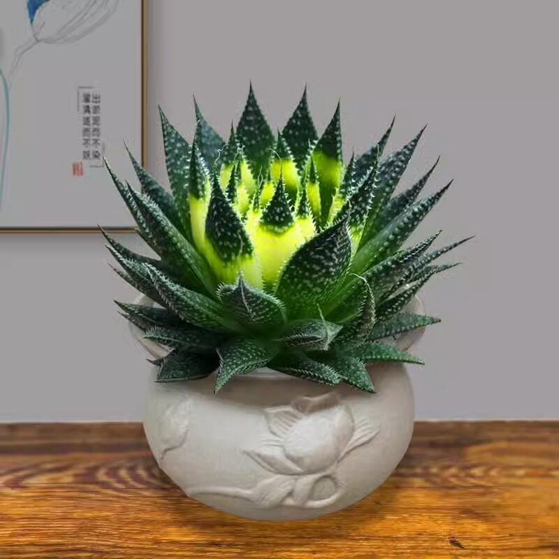 繁星多肉植物盆栽雪花波露芦荟不夜城桌面绿植好养四季常青防辐射
