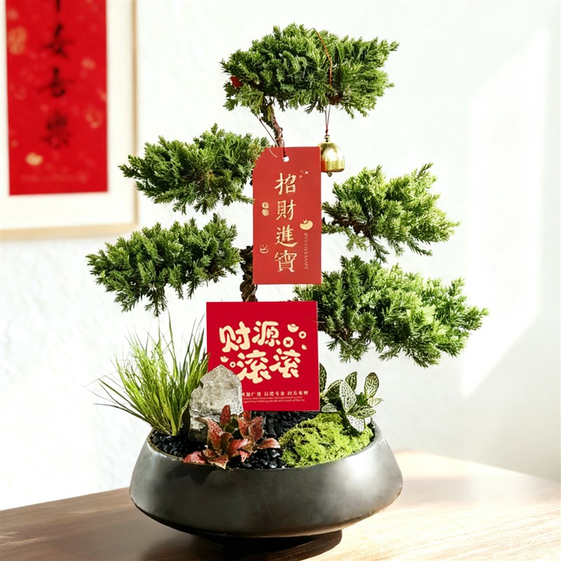 五层塔松盆栽放轻松绿植乔迁新居开业生日礼物迎客松盆景室内植物
