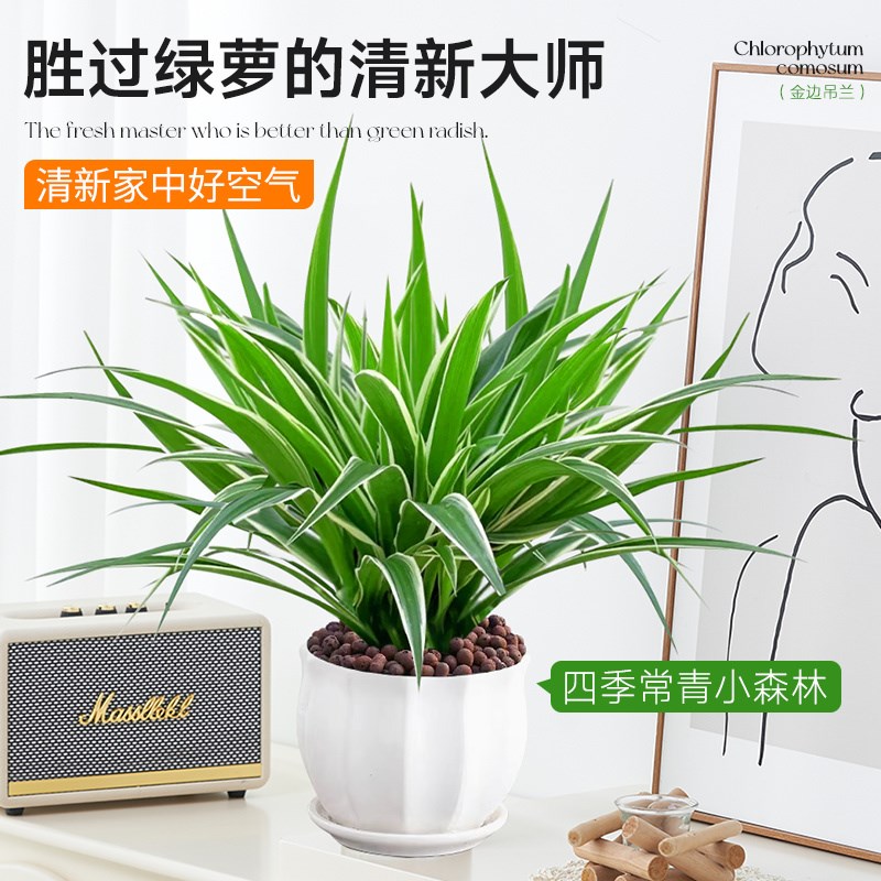 金边吊兰盆栽室内植物四季常青绿植净化空气垂吊花卉好养
