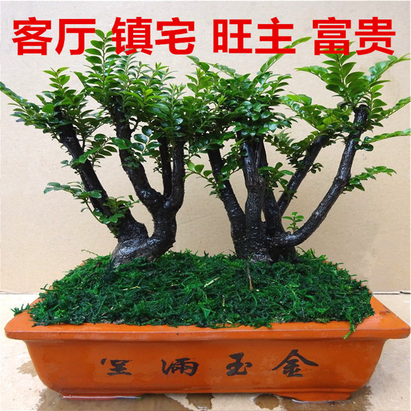 小叶紫檀盆栽树桩客厅室内绿植盆景摆件花卉四季常青带盆栽好包邮