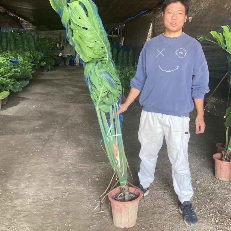 龟背竹植物室内大盆栽老桩提跟绿植客厅北欧真大叶吸甲醛龟背叶