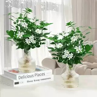 【买一送一】水培九里香盆栽室内开花植物办公桌面观叶美观鲜活